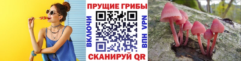 Галлюциногенные грибы Psilocybe Старая Купавна